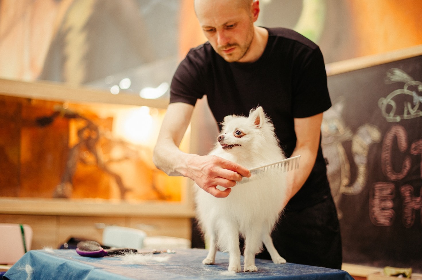 Top 5 Tools Every New Pet Groomer Must Have