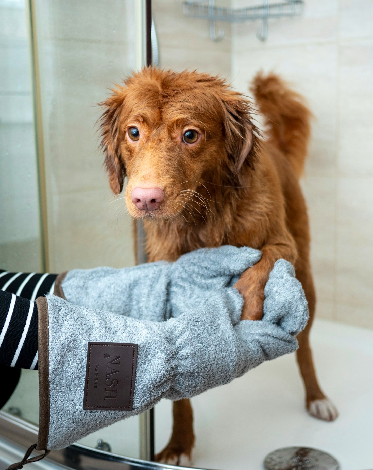 How to Start Your Pet Grooming Career in Texas