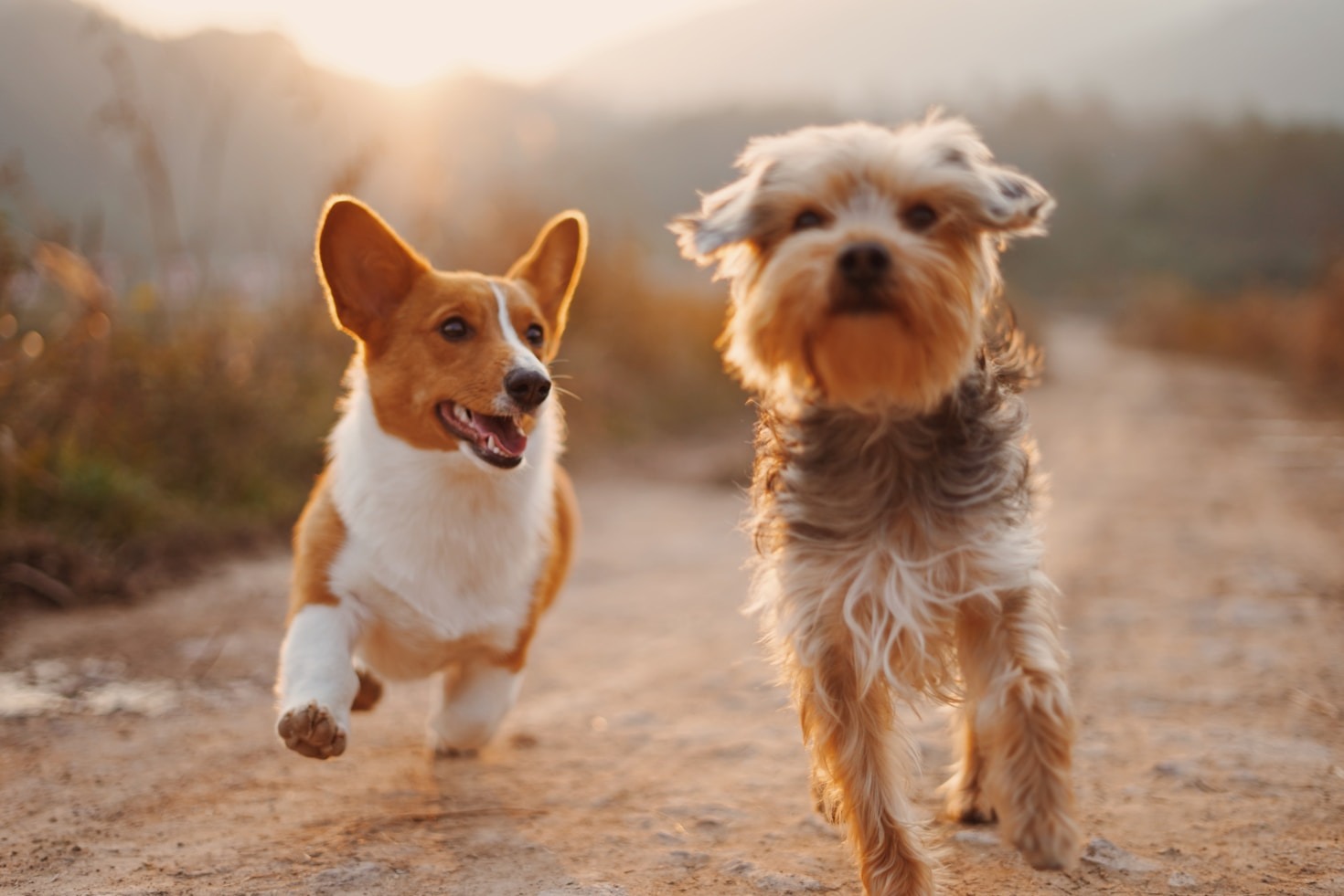 Understanding the Basics of Pet Grooming