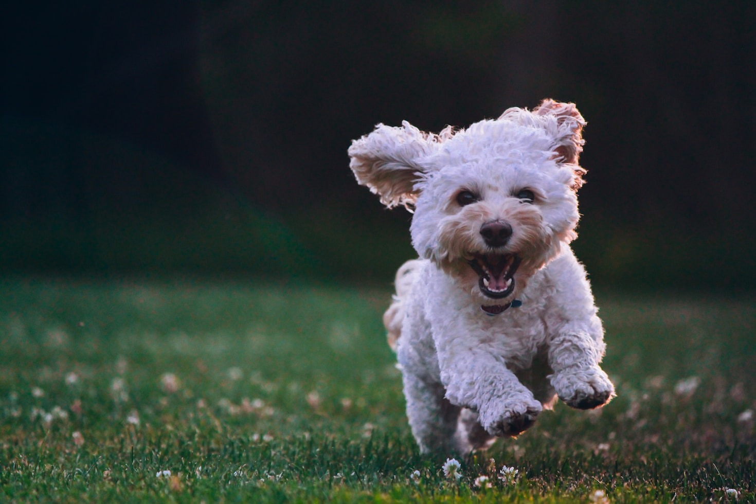 Why Certification Matters in Pet Grooming