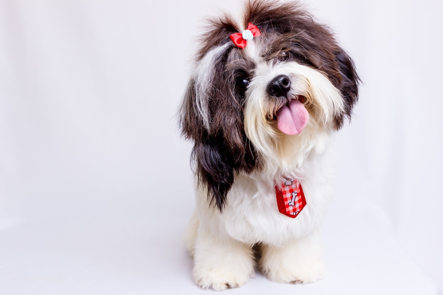 A Day in the Life of a Professional Pet Groomer