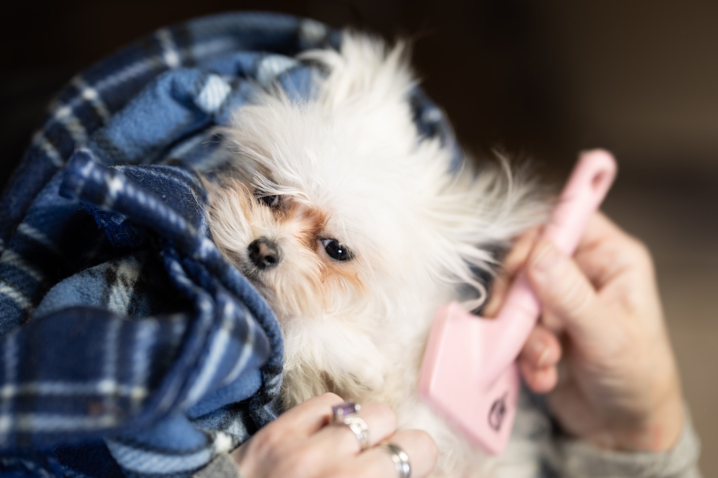 Career Opportunities in the Pet Grooming Industry