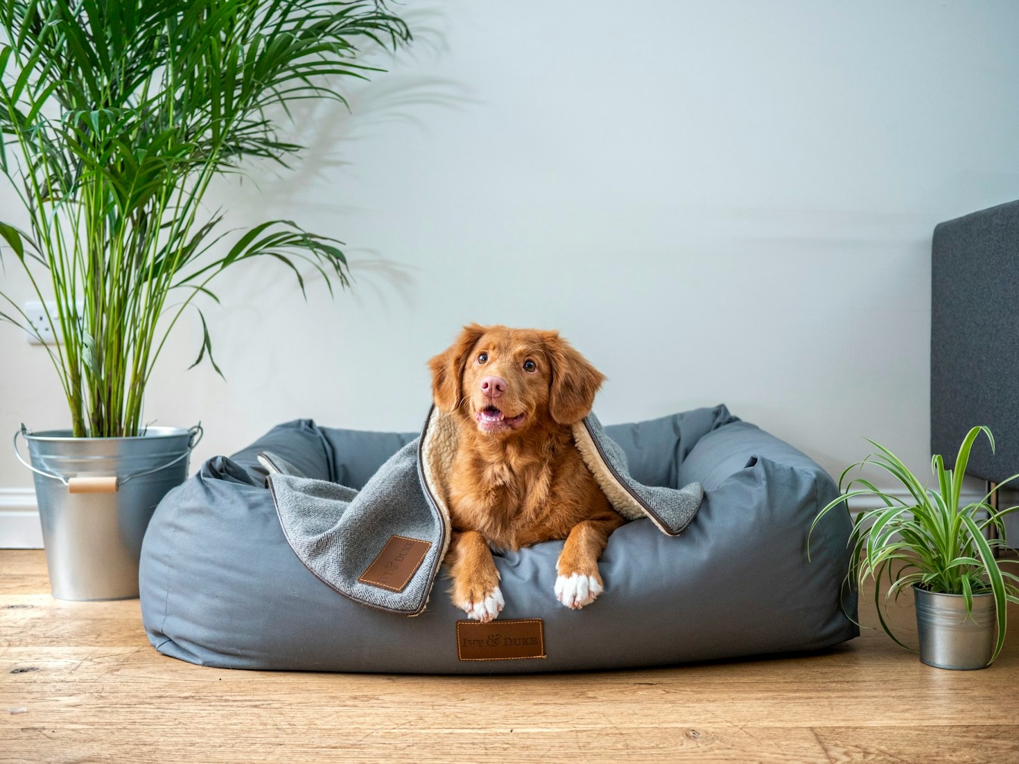 Step-by-Step Guide to Getting Certified with Phoenix Grooming Academy
